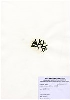 藏品(縊叉松藻)的圖片